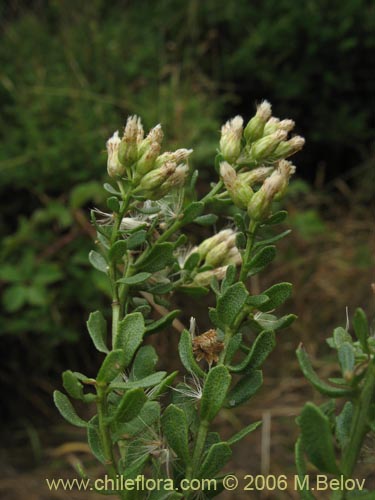 Фотография Baccharis rhomboidalis (baccharis L.Maule). Щелкните, чтобы увеличить вырез.